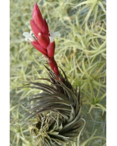 Tillandsia tenuifolia (feuilles rouges)