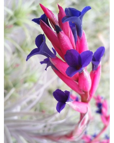 Tillandsia aeranthos "Ultra Violet"
