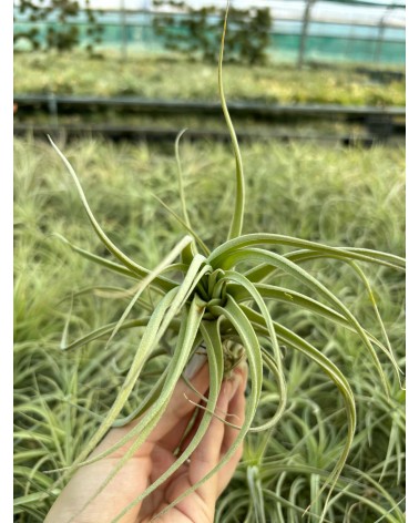 Tillandsia  aeranthos x recurvifolia var. subsecundifolia