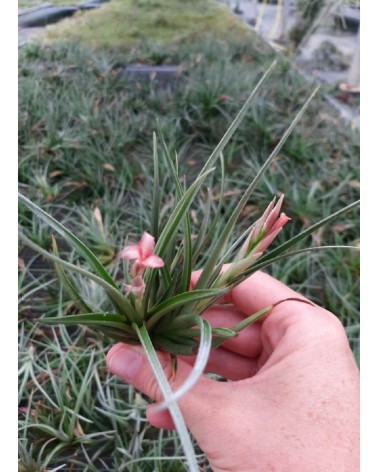 Tillandsia albertiana x recurvifolia