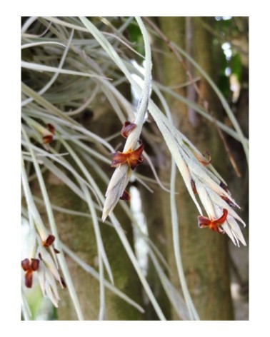 Tillandsia caliginosa (forme à fleur chocolat)