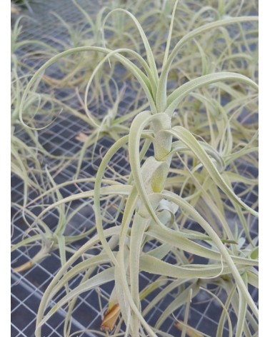 Tillandsia paleacea hybride sélection (forme verte)