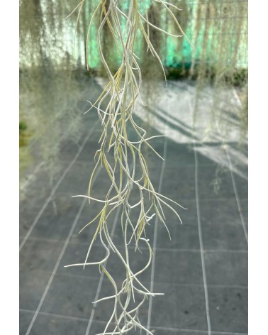 Tillandsia usneoides 'Grande' (forme blanche) RFI sélection
