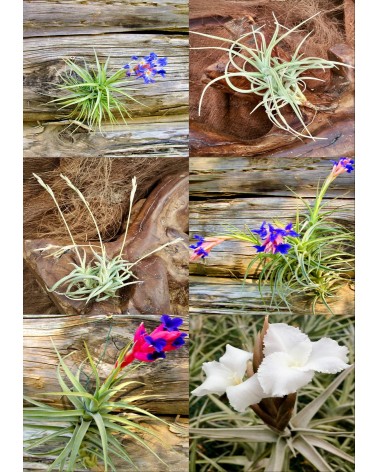 Kit découverte extérieur Tillandsia rustiques, 10 plantes
