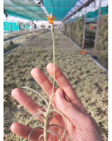 Tillandsia crocata (forme à fleur orange)
