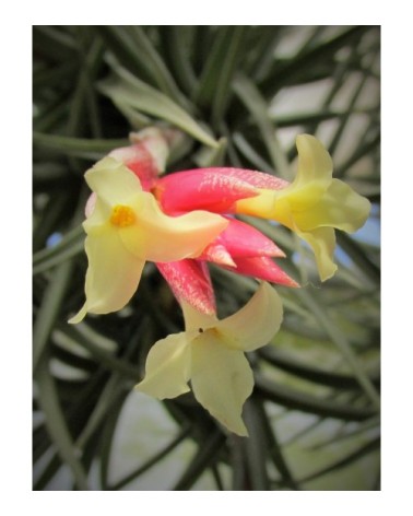 Tillandsia jucunda var. jucunda (forme fleurs d'hiver)