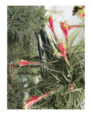 Tillandsia jucunda var. jucunda (forme fleurs d'hiver)