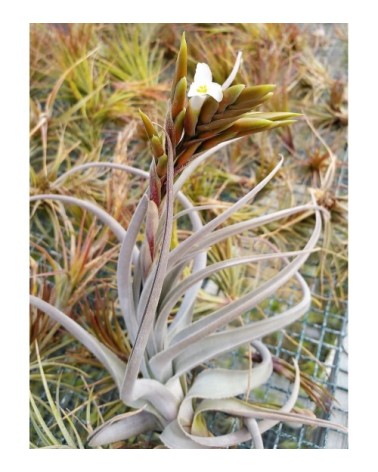 Tillandsia lorentziana (forme 2)
