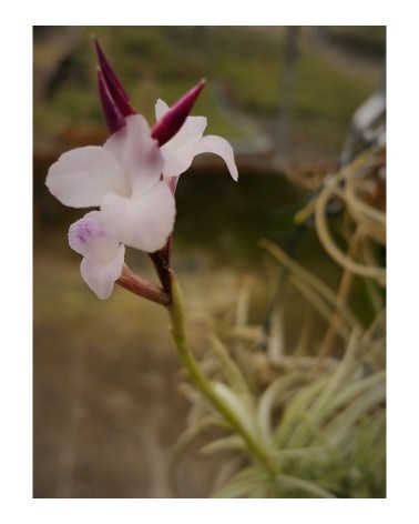 Tillandsia 'Sweet Isabel' (tectorum x paleacea)