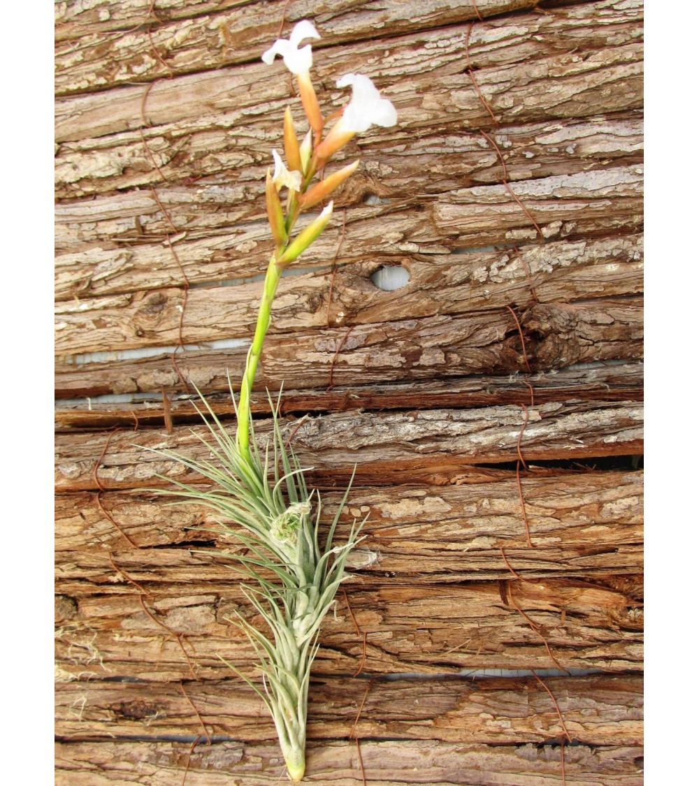 Tillandsia tenuifolia (forme très caulescente)