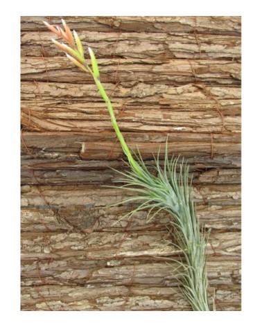 Tillandsia tenuifolia (forme très caulescente)