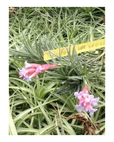 Tillandsia tenuifolia var. vaginata