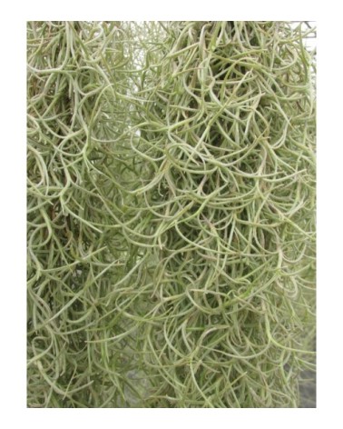 Tillandsia usneoides (forme à feuilles épaisses)