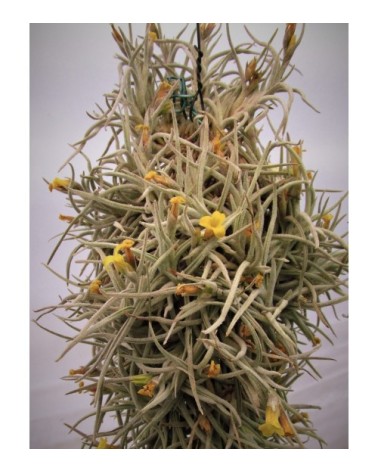 Tillandsia usneoides (forme à feuilles fines)