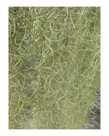 Tillandsia usneoides (forme à feuilles vertes)