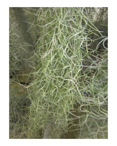 Tillandsia usneoides (forme à feuilles vertes)