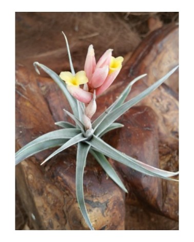 Tillandsia 'White Star' (ixioides x recurvifolia)