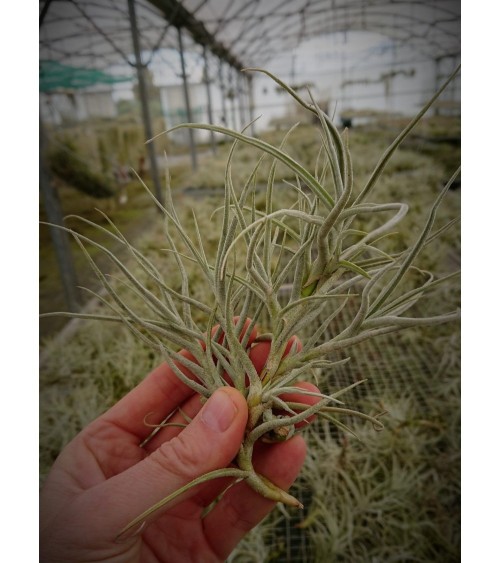Tillandsia arhiza (petite...