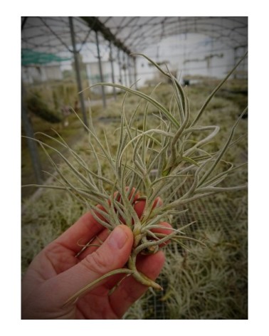Tillandsia arhiza (petite forme)