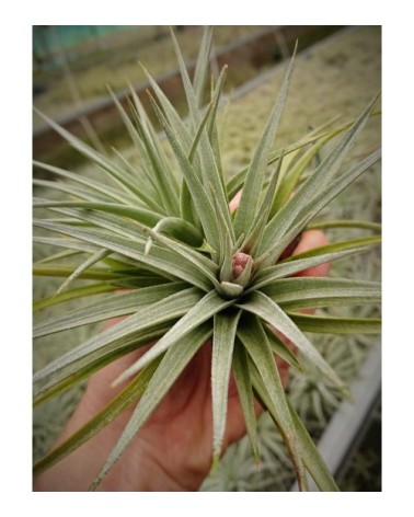 Tillandsia recurvifolia (grande forme verte)