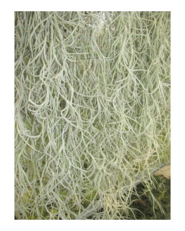 Tillandsia usneoides (forme à feuilles blanches)