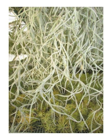Tillandsia usneoides (forme à feuilles blanches)