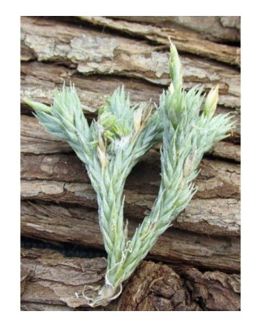 Tillandsia tricholepis (forme à grandes feuilles)