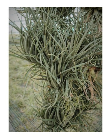 Tillandsia tenuifolia (forme "RFI")