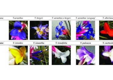  Etude des volatils émis par les fleurs de Tillandsia