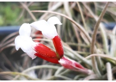 Article Midi Libre : "Le Tillandsia, une production de fleurs atypique en petite camargue"