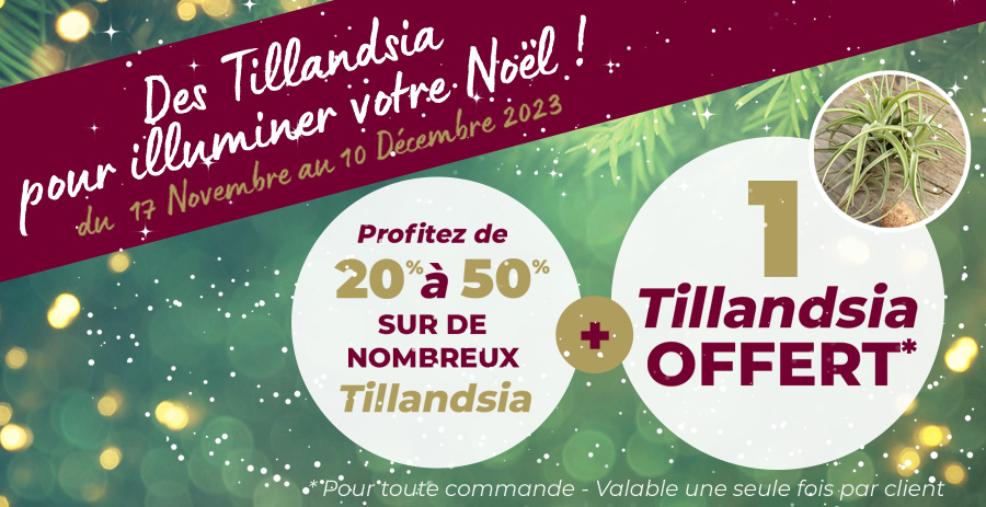Offres spéciales Tillandsia-Mania !